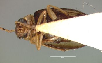 Media type: image; Entomology 18439   Aspect: habitus ventral view
